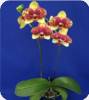 Phal. Sky Lantern